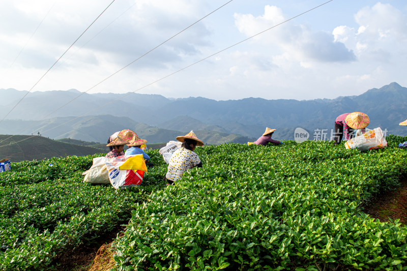 山间茶园中忙碌的采茶人