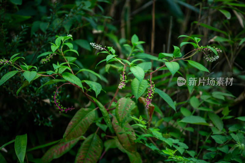 【中草药】垂序商陆， 多年生草本