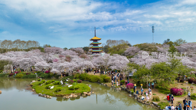 湖北武汉东湖樱花园里的五重塔