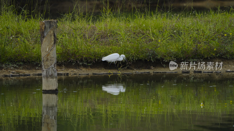 深圳宝安九围湿地公园鹭岛生态实拍