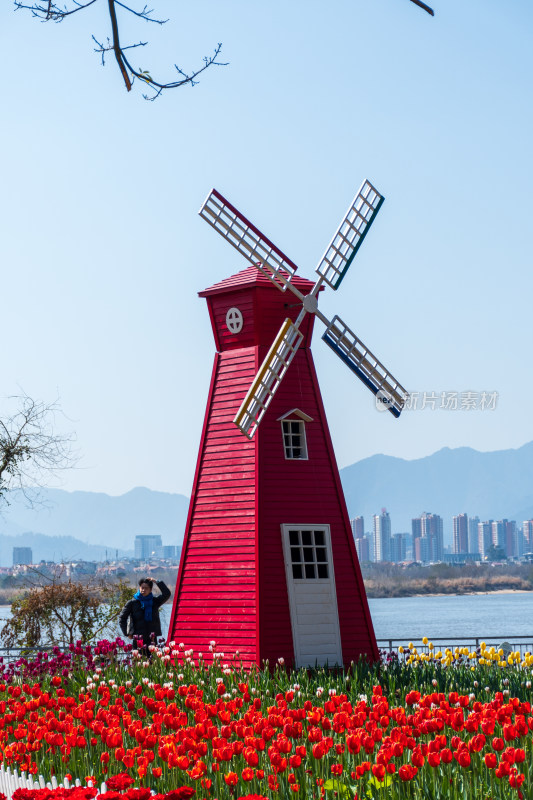 大片郁金香花海景观