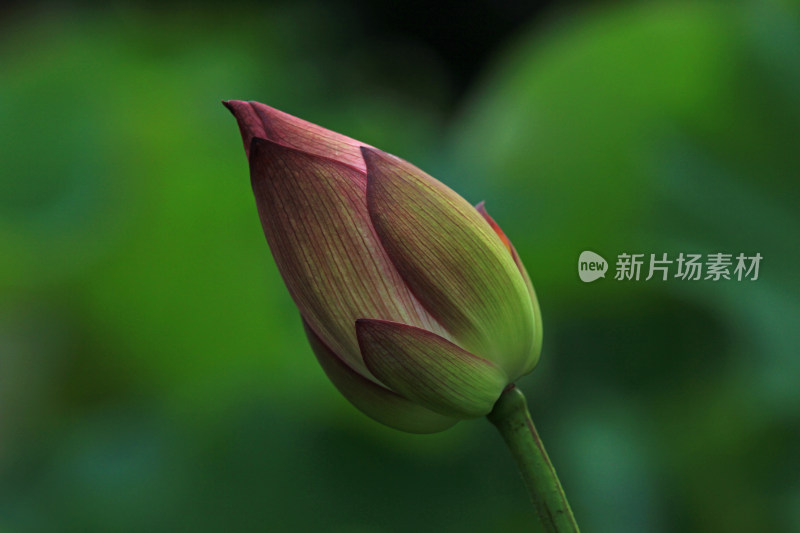 含苞待放的荷花花骨朵