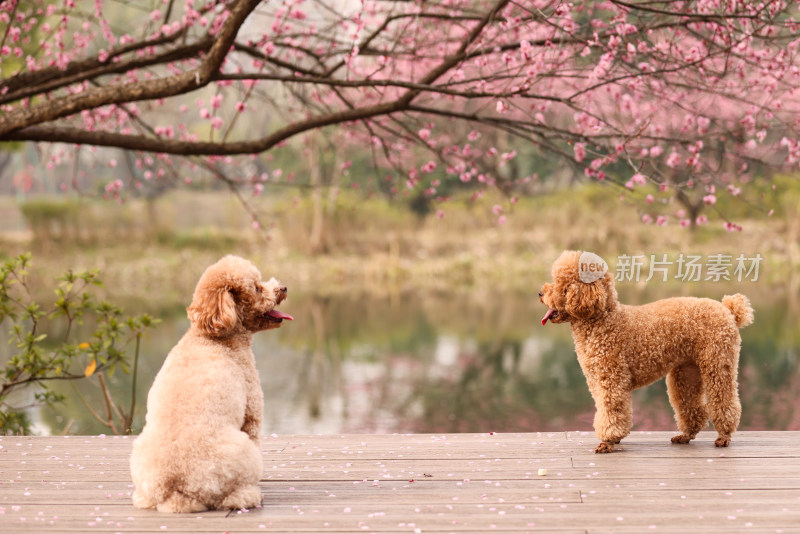 一对梅花树下相伴的泰迪犬