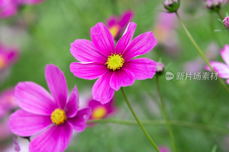 夕阳下的格桑花或波斯菊