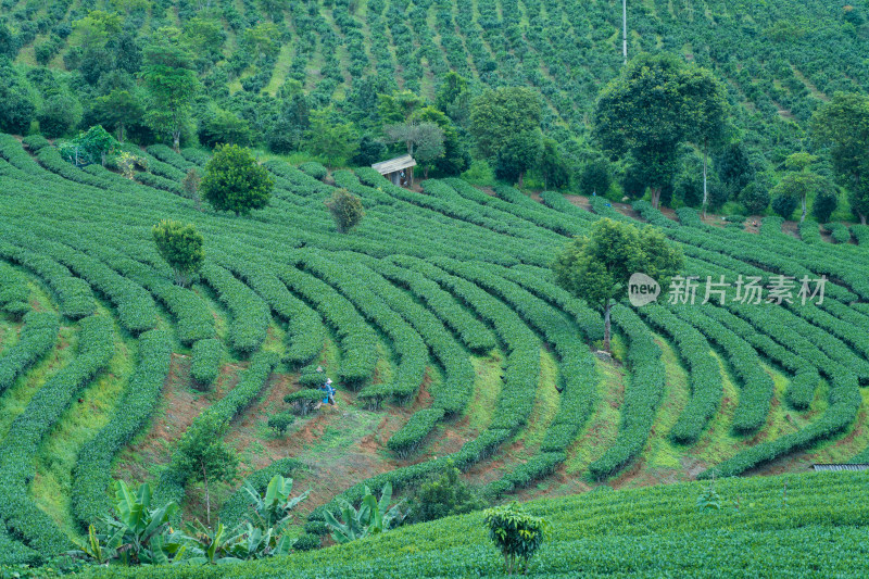 茶园里采摘茶叶的茶农