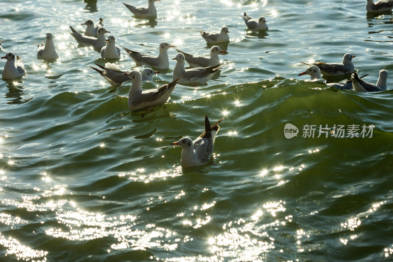 湖面波光粼粼河海鸥群