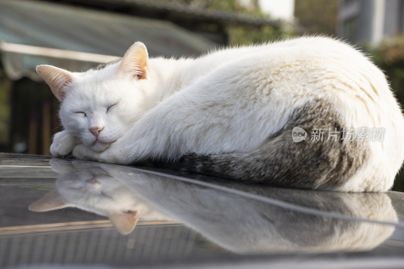 正在睡觉的猫