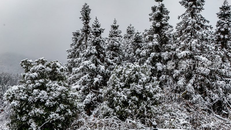 重庆酉阳：大雪纷飞赏雪忙