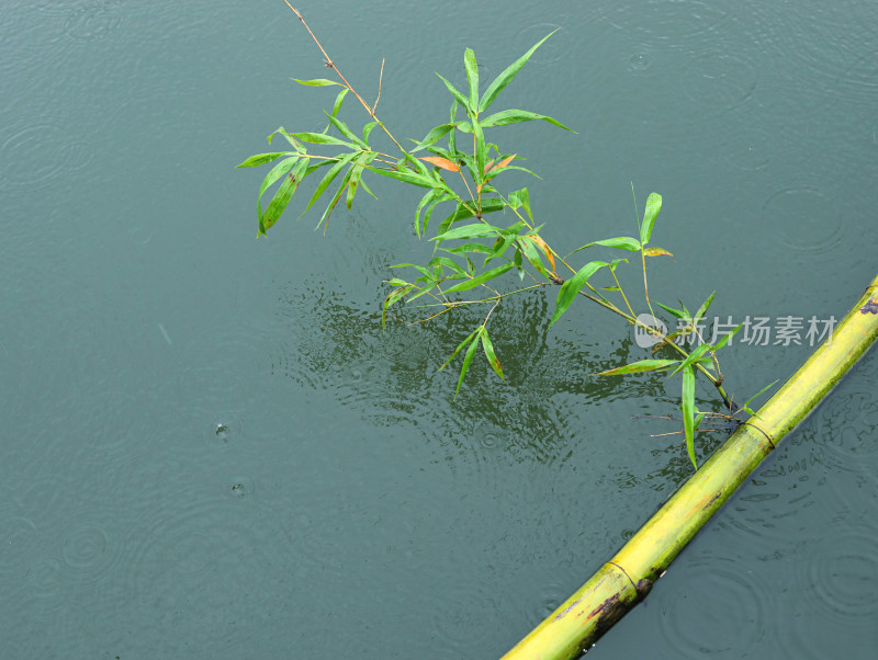 下雨天的湖面和湖面上的植物竹子