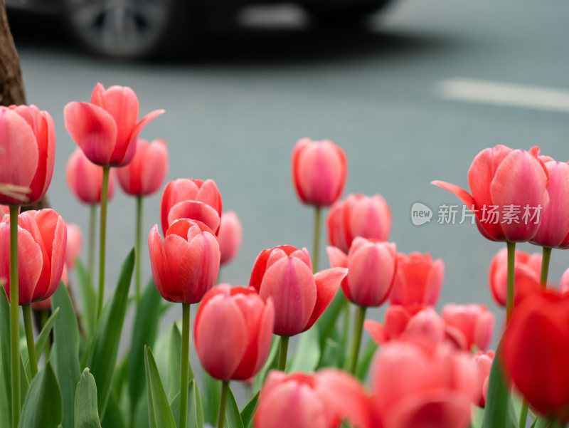 盛开的郁金香花