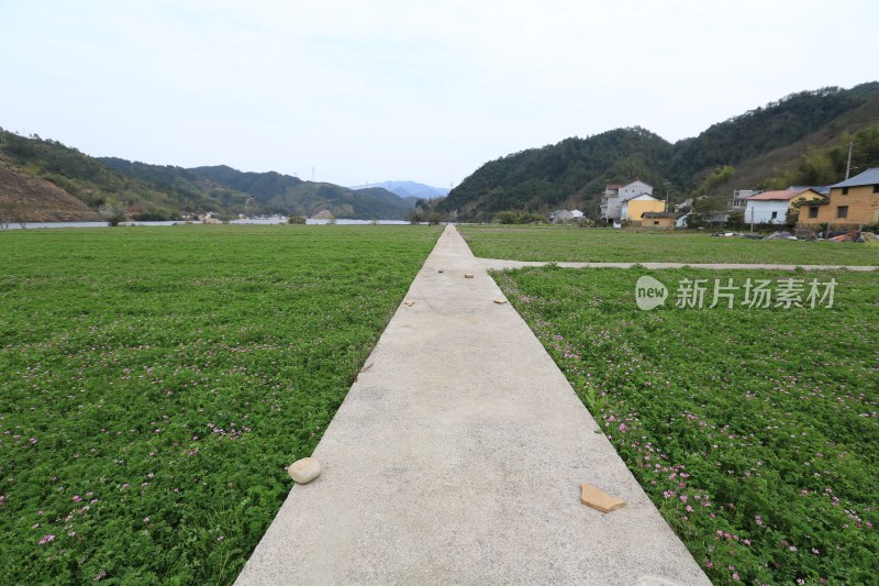 花海紫云英 花草子