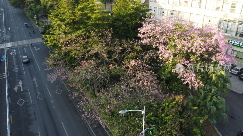 广东东莞：美丽异木棉盛放