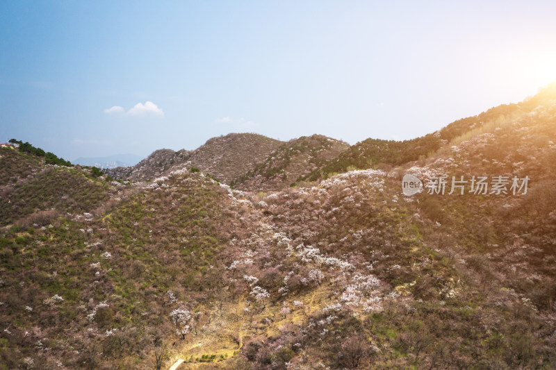 航拍北京春天山区盛开的山杏花