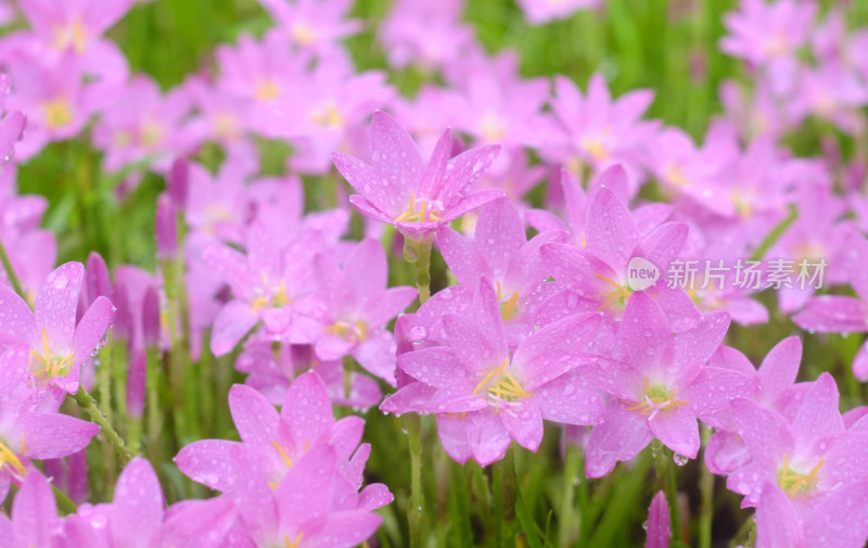 粉色的风雨兰花海