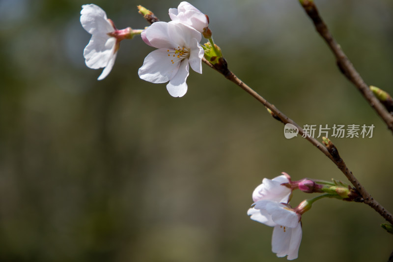 春天枝头含苞待放的染井吉野樱白色樱花特写