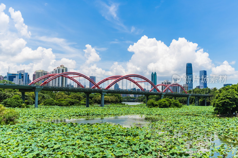 深圳罗湖区洪湖公园荷花池