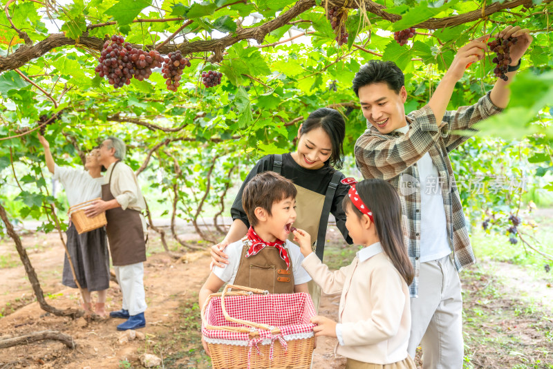 全家人在果园采摘葡萄