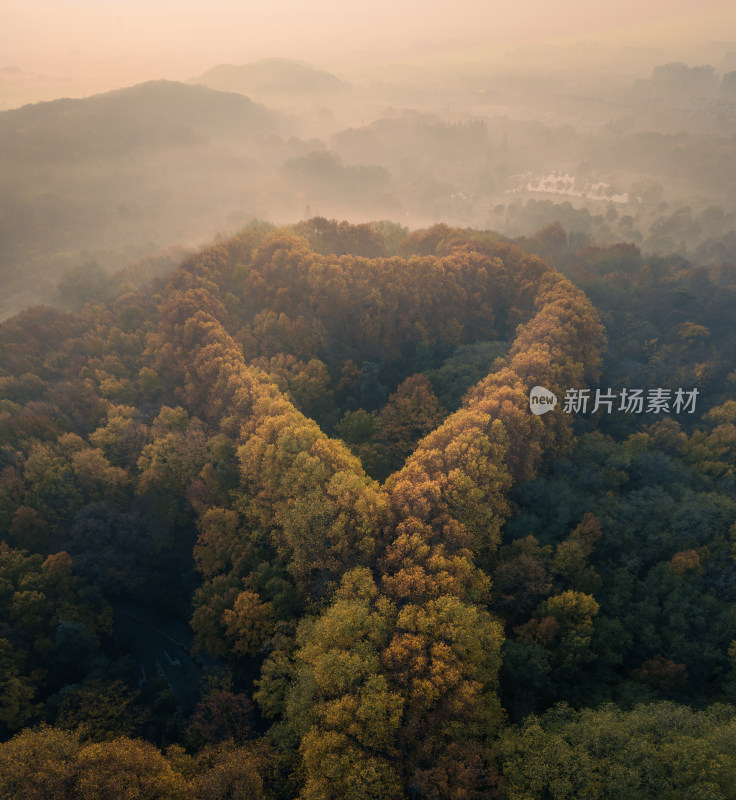 南京美龄宫心形树林的壮观秋景航拍