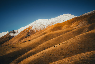 新疆天山山脉雪山河谷牧场自然风景