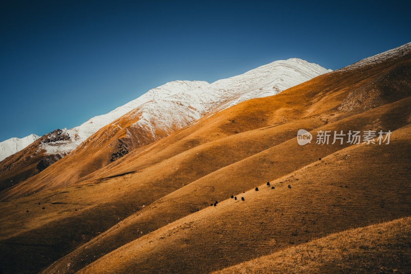 新疆天山山脉雪山河谷牧场自然风景