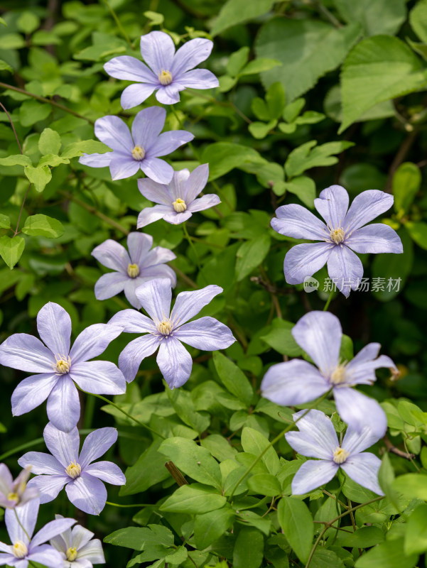 春天的野生铁线莲开花