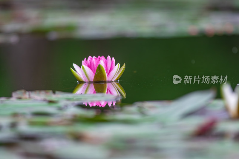 池塘中的荷花莲花