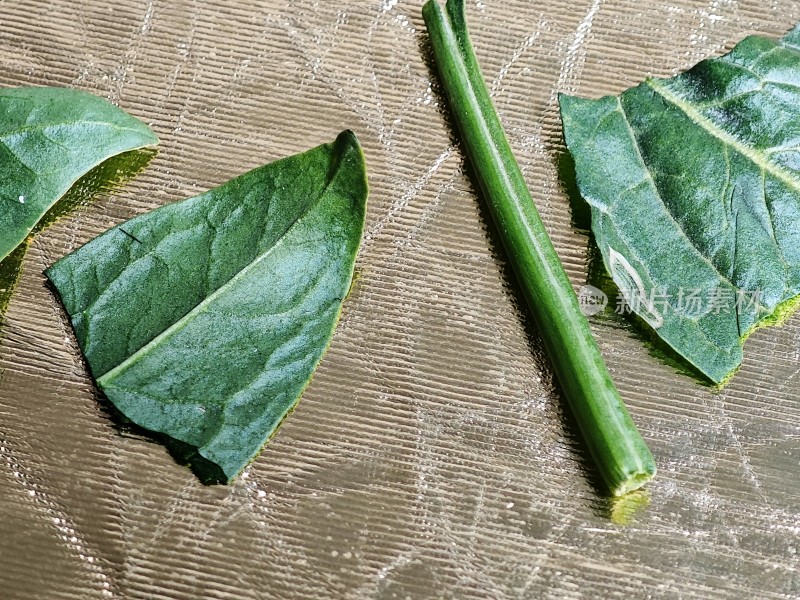 新鲜菠菜叶特写