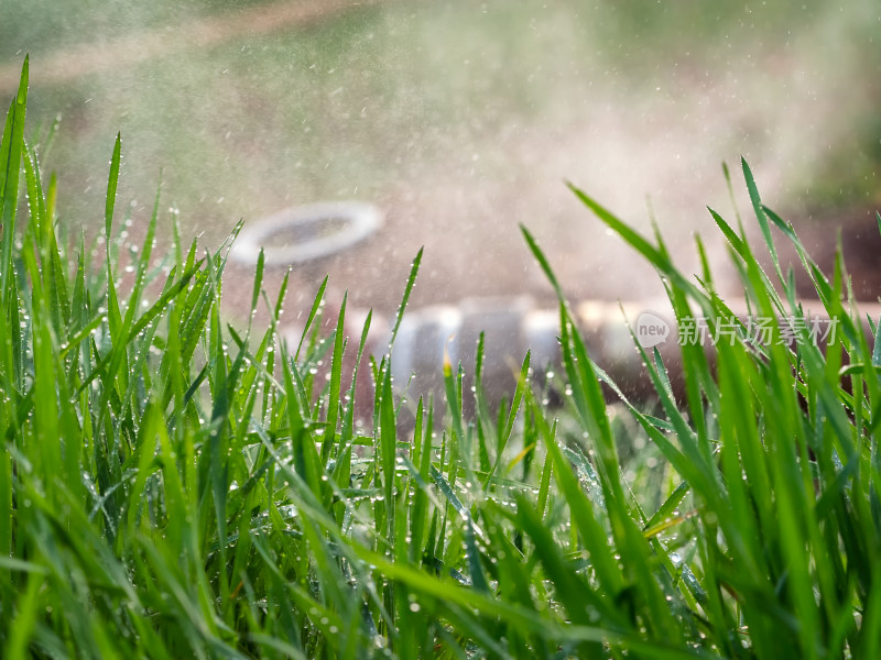 农田绿色小麦浇灌水滴滋润园艺花园喷雾设备