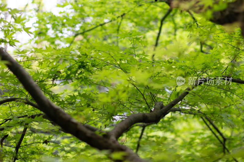 嫩绿枫叶枝叶繁茂展现自然生机