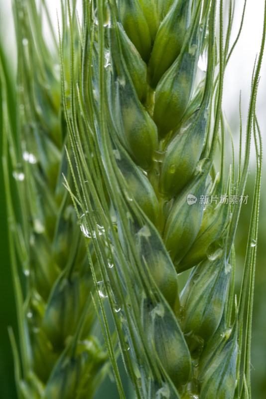 小麦开花麦穗麦子粮食丰收希望谷雨小满