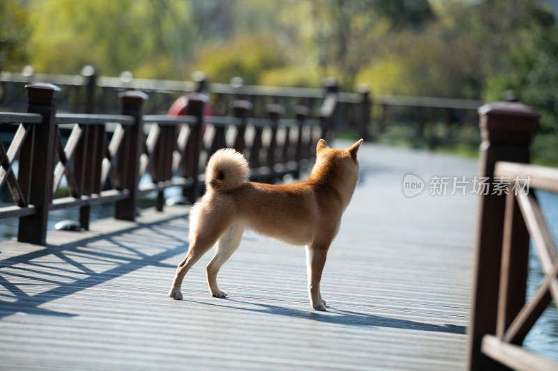 一只在栈道上玩耍的柴犬