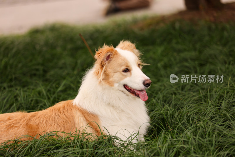 趴在草地上的边境牧羊犬