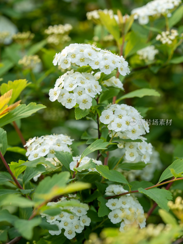 春天的绣线菊小白花特写