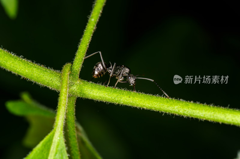 蚂蚁在绿色植物枝干上爬行的微距画面