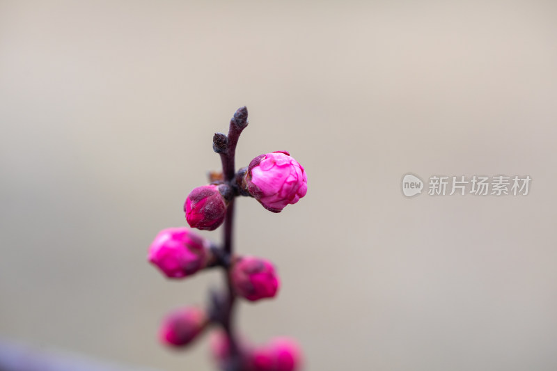 含苞待放的腊梅花