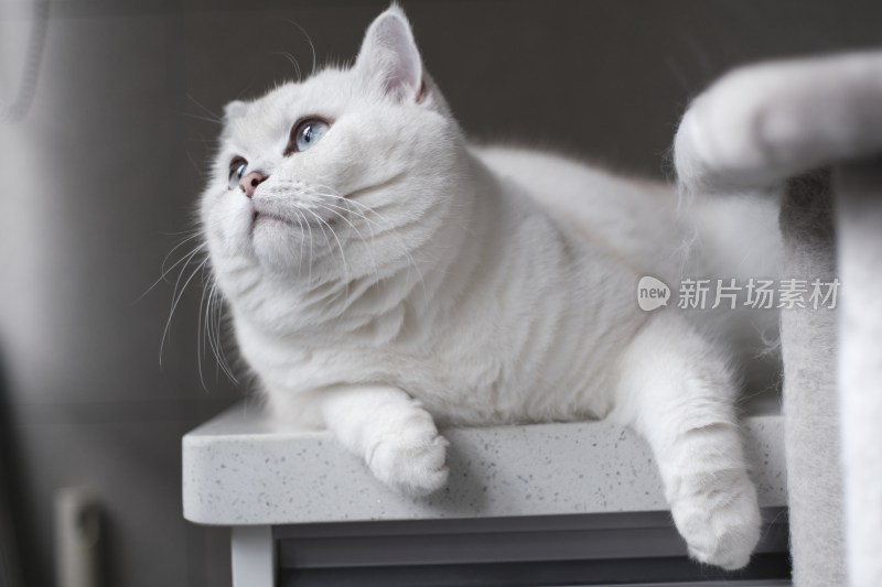 白色银点猫坐在猫爬架桌子上
