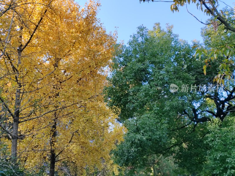 黄绿相间树叶的自然景象