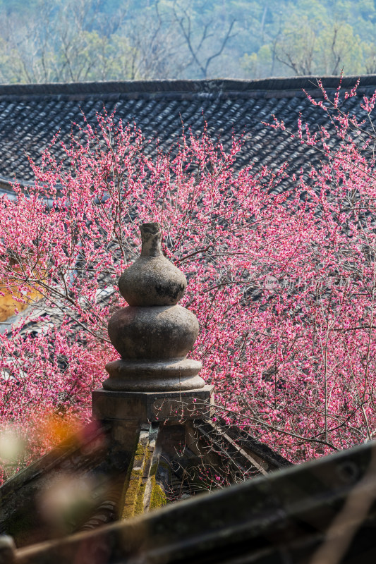 中式屋顶葫芦装饰与盛开梅花