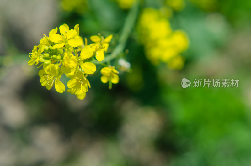 农田中一株油菜花特写