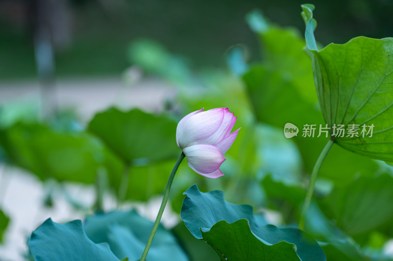 荷塘里的荷花