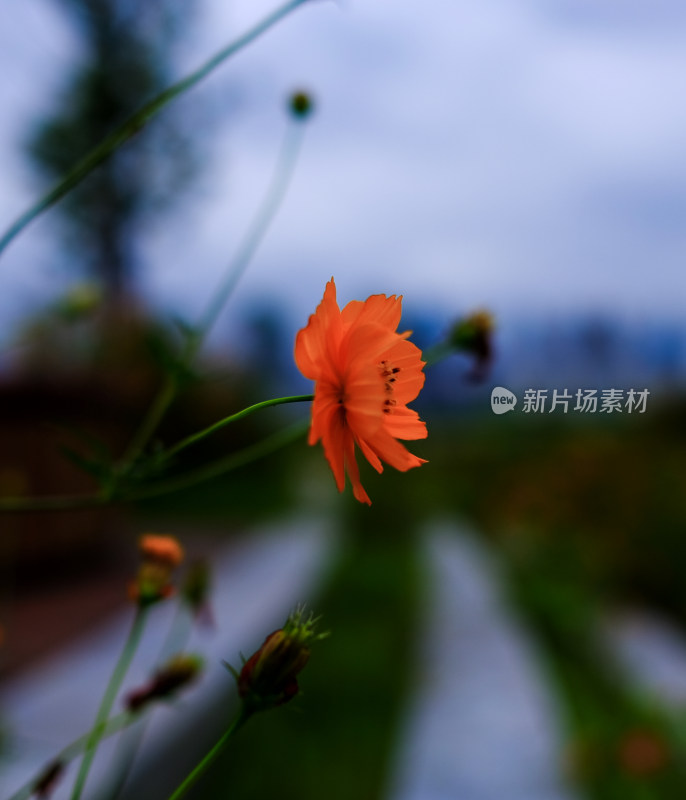 格桑花特写