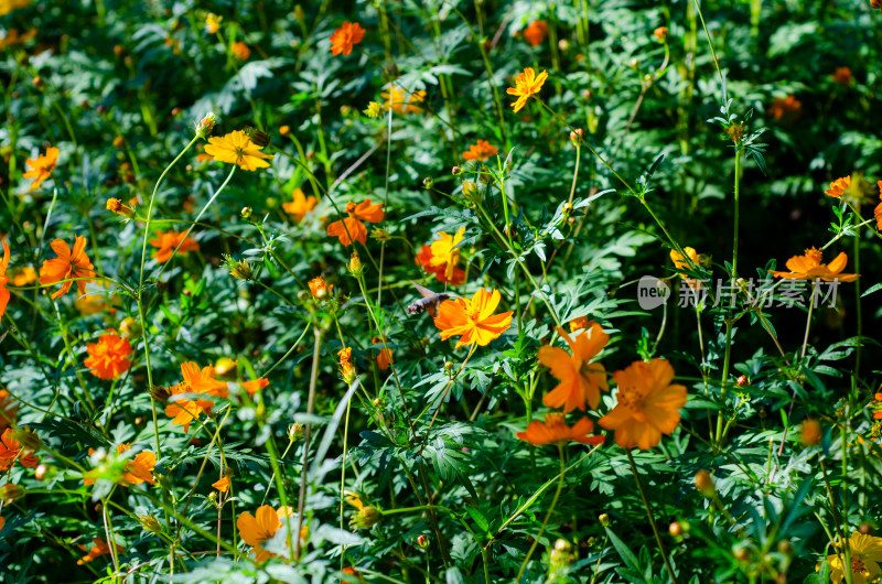 青岛中山公园的黄花波斯菊花海