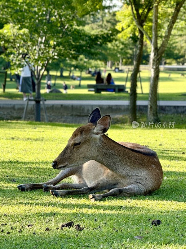 奈良 - 休息的小鹿