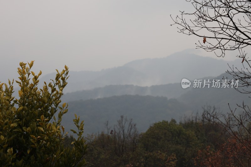 山间朦胧远景与植物景观