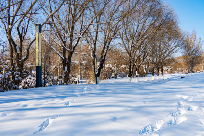 雪后户外雪松松树挺立的景象