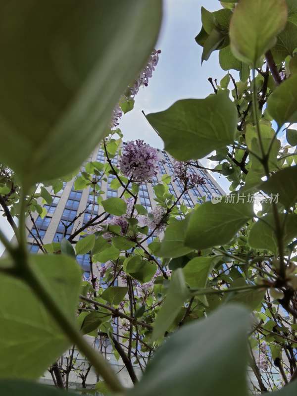 繁花盛开的城市