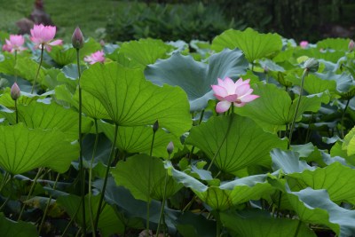 广东东莞：清溪公园荷花盛开