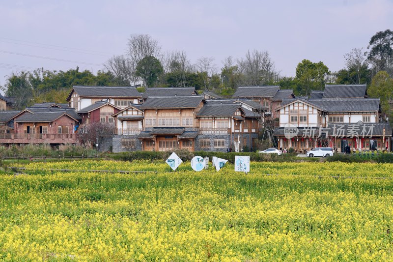 成都天府新区观塘新村油菜花