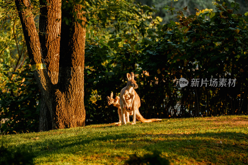 夕阳下的袋鼠母子