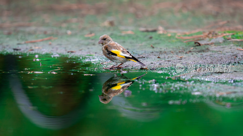 金翅雀（Carduelis sinica）